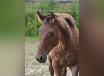 Selle Français, Jument, 2 Ans, Bai