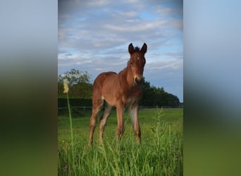 Selle Français, Jument, 2 Ans, Bai