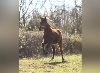 Selle Français, Jument, 2 Ans, Bai