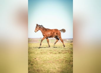 Selle Français, Jument, 2 Ans, Bai