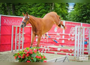 Selle Français, Jument, 3 Ans, 162 cm, Alezan