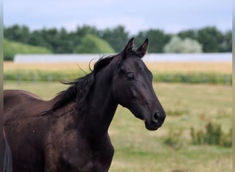 Selle Français, Jument, 3 Ans, Noir