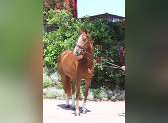 Selle Français, Jument, 4 Ans, 162 cm, Alezan