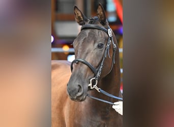 Selle Français, Jument, 4 Ans, 163 cm, Noir