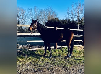 Selle Français, Jument, 4 Ans, 164 cm, Bai