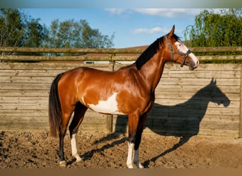 Selle Français, Jument, 4 Ans, 164 cm