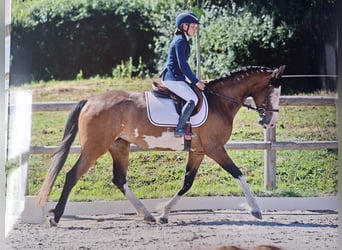 Selle Français, Jument, 4 Ans, 164 cm