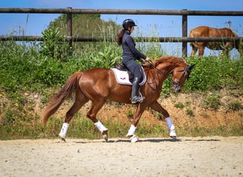 Selle Français, Jument, 4 Ans, 165 cm, Alezan