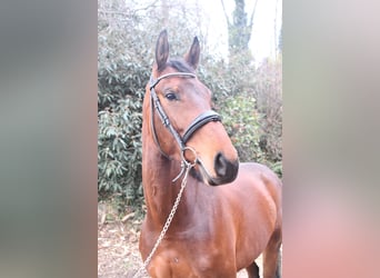 Selle Français, Jument, 4 Ans, 167 cm, Bai