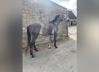 Selle Français, Jument, 4 Ans, 168 cm, Gris