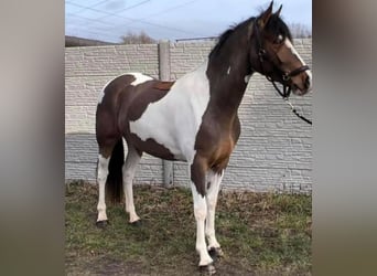 Selle Français, Jument, 5 Ans, 160 cm