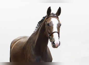 Selle Français, Jument, 5 Ans, 164 cm, Bai
