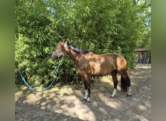 Selle Français, Jument, 5 Ans, 165 cm, Bai