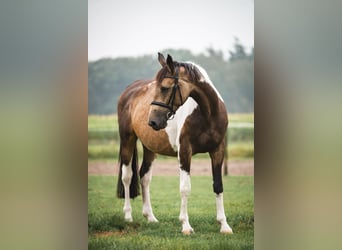 Selle Français, Jument, 5 Ans, 165 cm, Buckskin