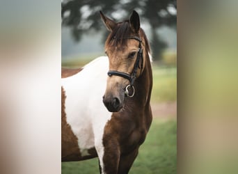 Selle Français, Jument, 5 Ans, 165 cm, Buckskin