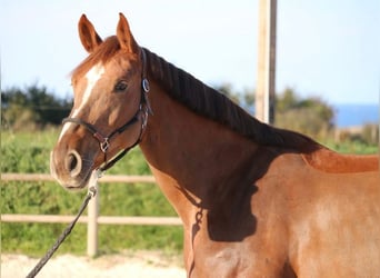 Selle Français, Jument, 5 Ans, 169 cm, Alezan