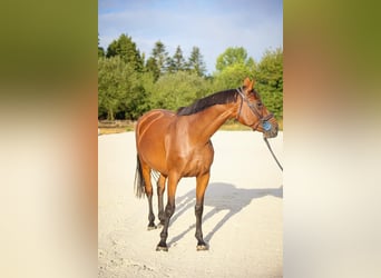 Selle Français, Jument, 5 Ans, 170 cm, Bai