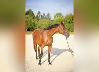 Selle Français, Jument, 5 Ans, 170 cm, Bai