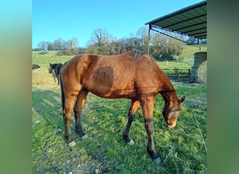 Selle Français, Jument, 5 Ans, 172 cm, Bai