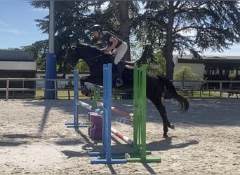 Selle Français, Jument, 5 Ans