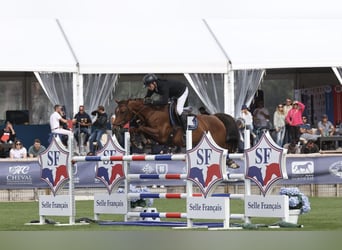 Selle Français, Jument, 6 Ans, 156 cm, Alezan brûlé