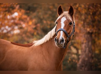 Selle Français, Jument, 6 Ans, 162 cm, Alezan