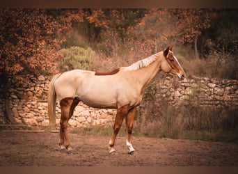 Selle Français, Jument, 6 Ans, 162 cm
