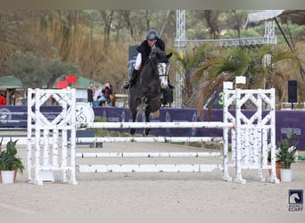 Selle Français, Jument, 6 Ans, 165 cm, Gris
