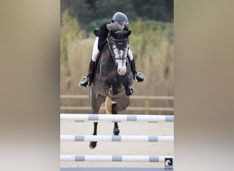 Selle Français, Jument, 6 Ans, 165 cm, Gris