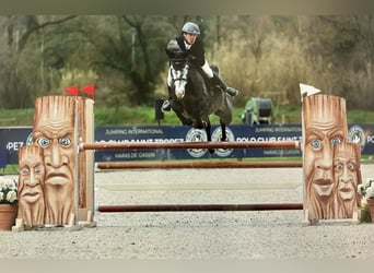 Selle Français, Jument, 6 Ans, 165 cm, Gris