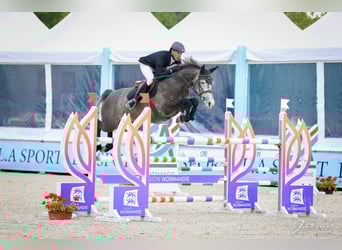 Selle Français, Jument, 6 Ans, 165 cm, Gris pommelé