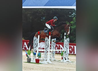 Selle Français, Jument, 6 Ans, 169 cm, Bai brun