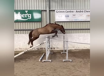 Selle Français, Jument, 6 Ans, 170 cm, Alezan