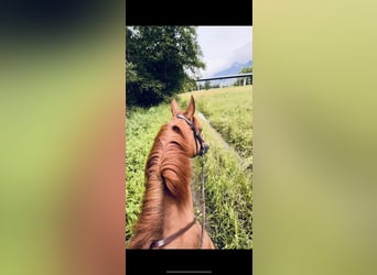 Selle Français, Jument, 6 Ans, 170 cm, Alezan