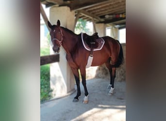 Selle Français, Jument, 7 Ans, 160 cm, Bai