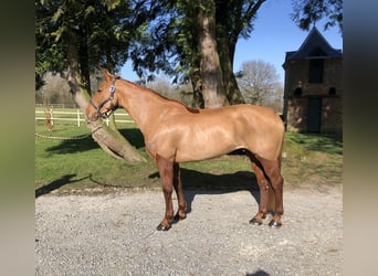 Selle Français, Jument, 7 Ans, 161 cm, Alezan cuivré