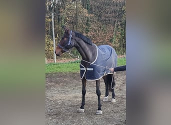 Selle Français, Jument, 7 Ans, 161 cm