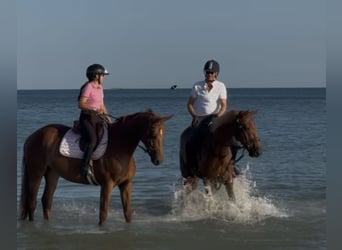 Selle Français, Jument, 7 Ans, 165 cm, Alezan brûlé