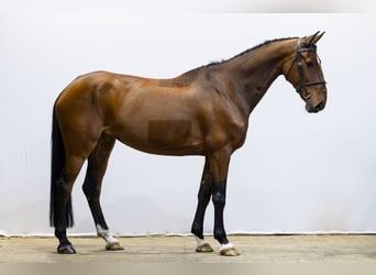 Selle Français, Jument, 7 Ans, 165 cm