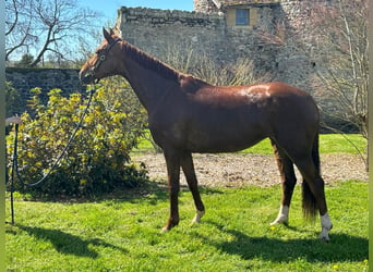 Selle Français, Jument, 7 Ans, 166 cm, Alezan