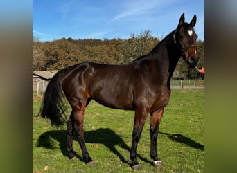 Selle Français, Jument, 7 Ans, 167 cm, Bai brun