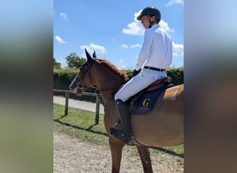 Selle Français, Jument, 7 Ans, 168 cm, Alezan cuivré