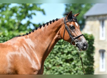 Selle Français, Jument, 7 Ans, 168 cm, Bai
