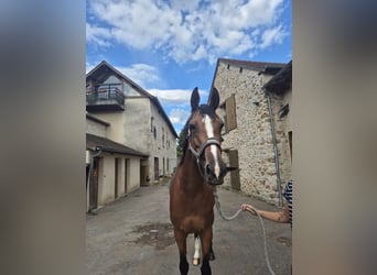 Selle Français, Jument, 7 Ans, 169 cm, Bai