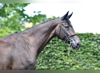 Selle Français, Jument, 7 Ans, 172 cm, Bai brun foncé