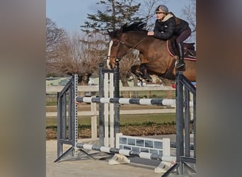 Selle Français, Jument, 8 Ans, 163 cm, Bai