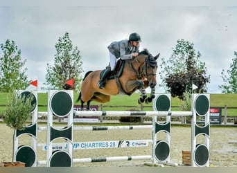 Selle Français, Jument, 8 Ans, 168 cm, Bai