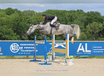 Selle Français, Jument, 8 Ans, 170 cm, Gris