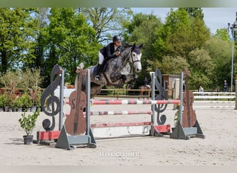 Selle Français, Jument, 8 Ans, Gris