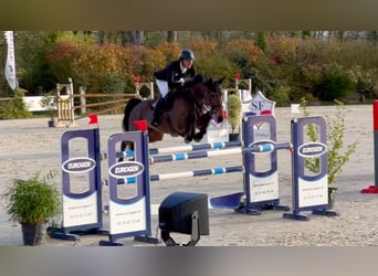 Selle Français, Jument, 9 Ans, 167 cm, Bai cerise